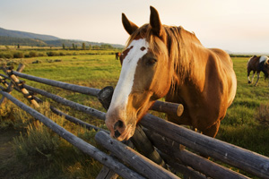 Beautiful Horse at Sunset